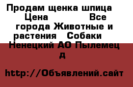 Продам щенка шпица.  › Цена ­ 15 000 - Все города Животные и растения » Собаки   . Ненецкий АО,Пылемец д.